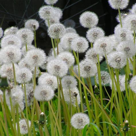 蒲公英功效|蒲公英（菊科蒲公英属植物）